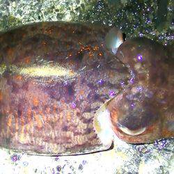 焼津　石津浜でアオリイカ　湾内で太刀魚、タコ、コウイカの釣果